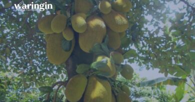 Biji Nangka sebagai Limbah Organik Bernilai dan Ramah Lingkungan