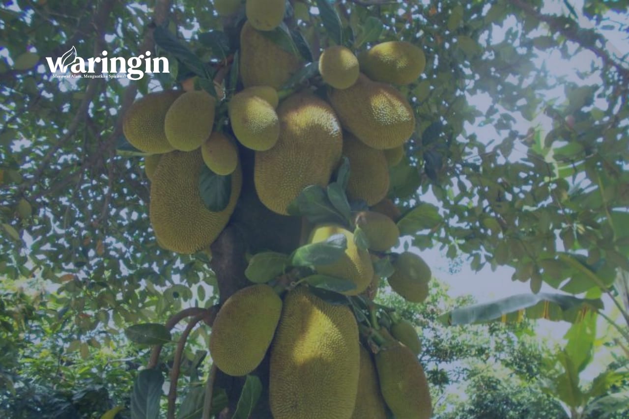 Biji Nangka sebagai Limbah Organik Bernilai dan Ramah Lingkungan